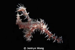 Ghost Pipefish by Jermyn Wong 
